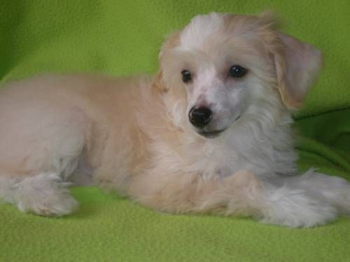 Ivona-frensis Fuket Briliantovaya Rozsip