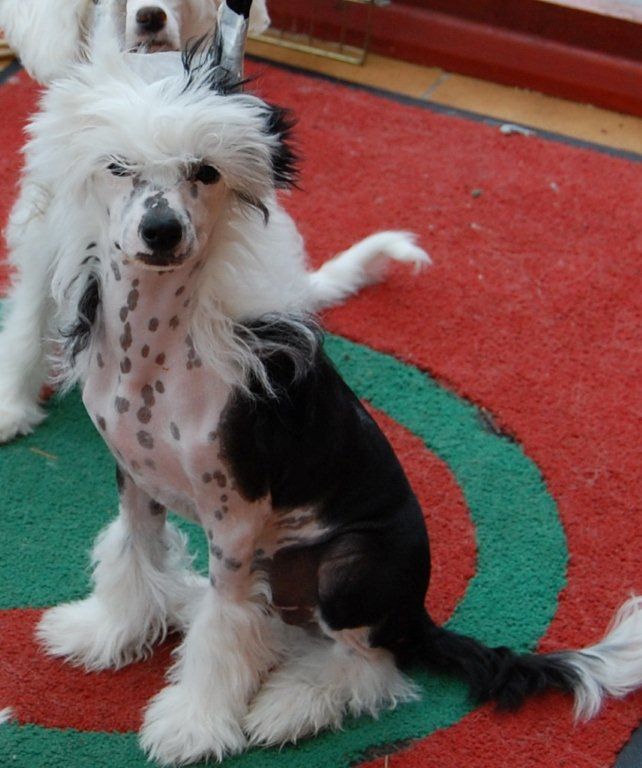 Zucci The Great Pretender