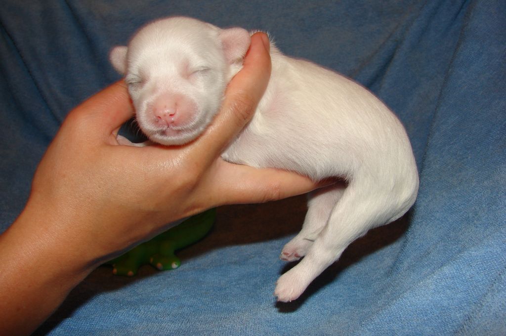 Suvenir Midasa Znoinaya Ledy