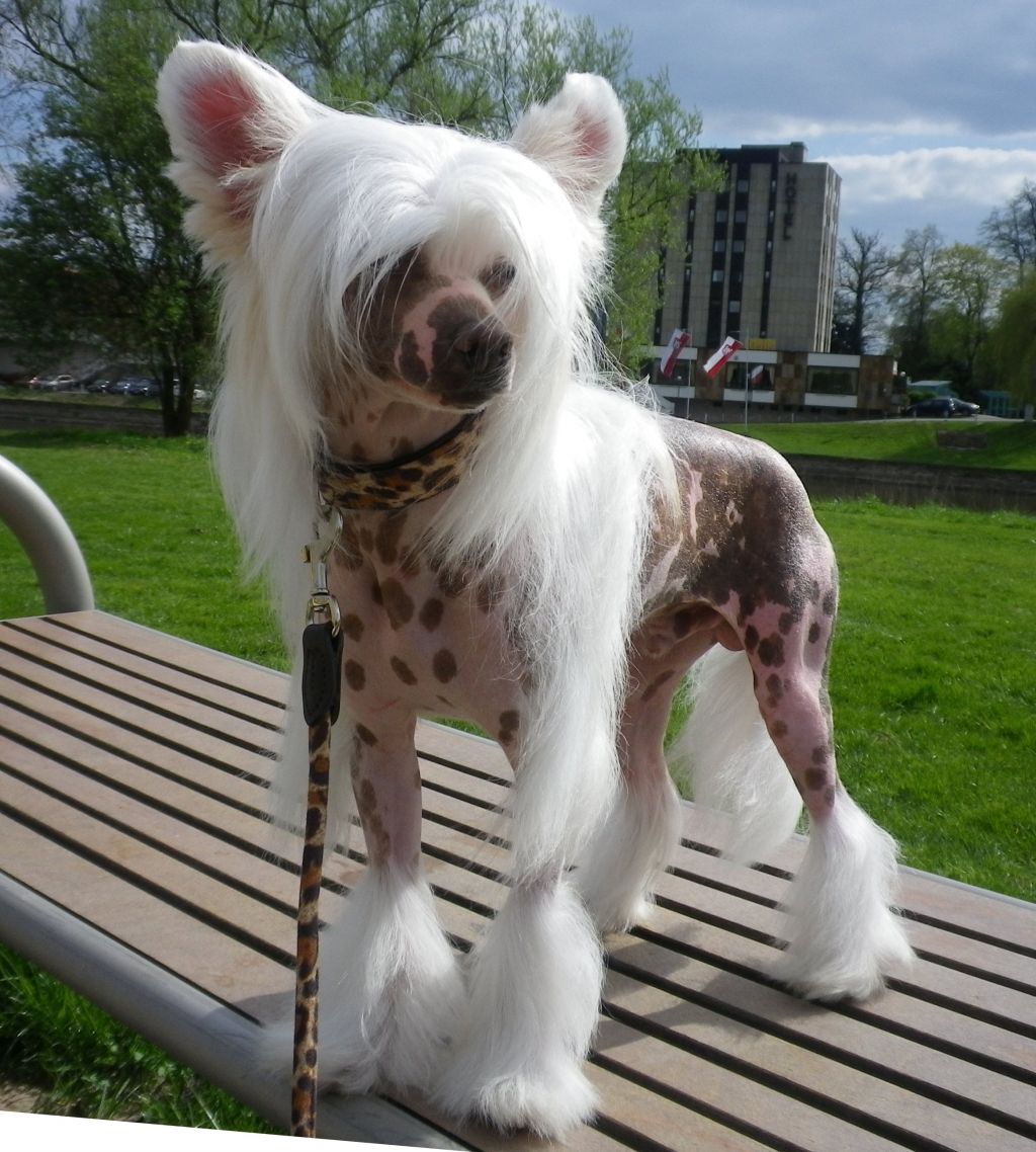 XS Paco Rabane von Shinbashi