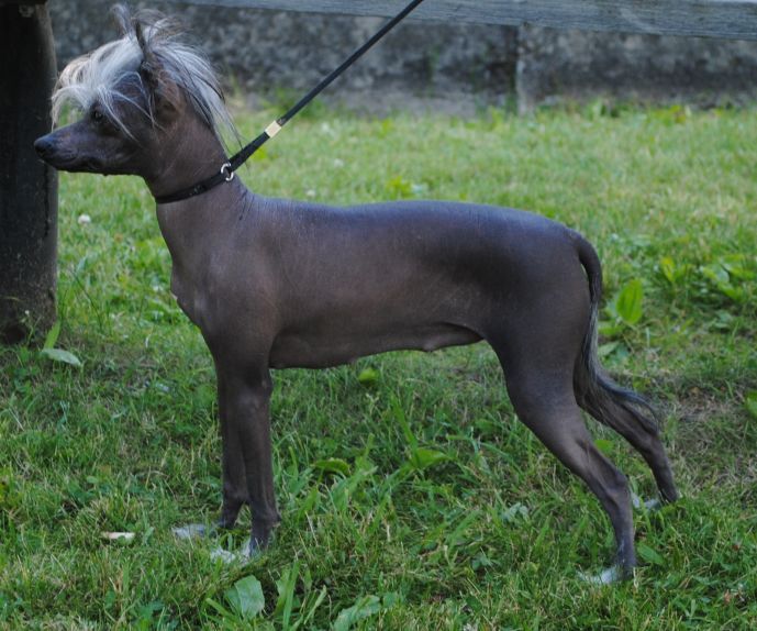 A Shooting Star Mahn