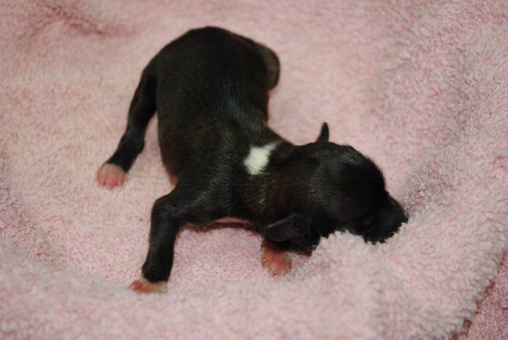 A Crystal Snowflake Mahn