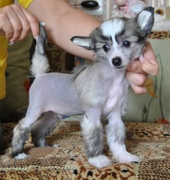 Domtotem Shon Koneri