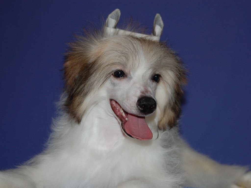 True Magnifisen You my love