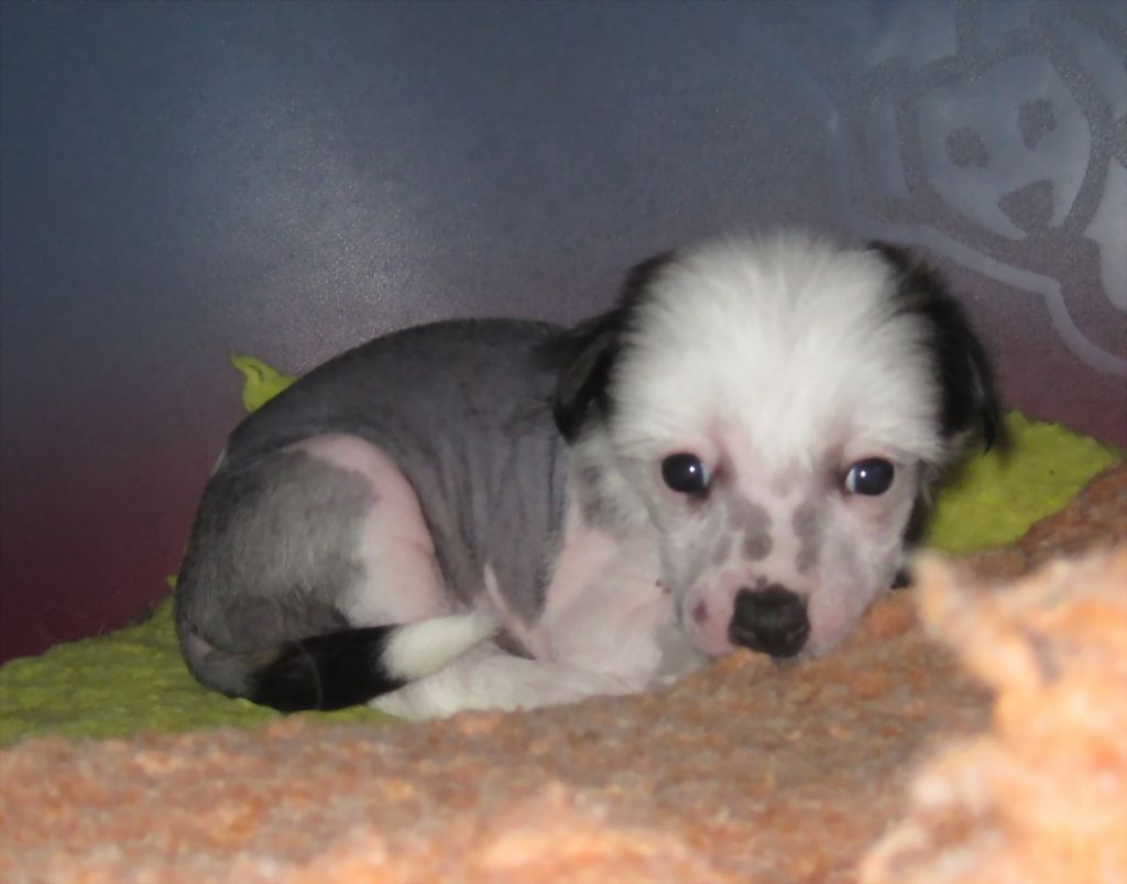 Spirit Of Mantra's It's A Frak