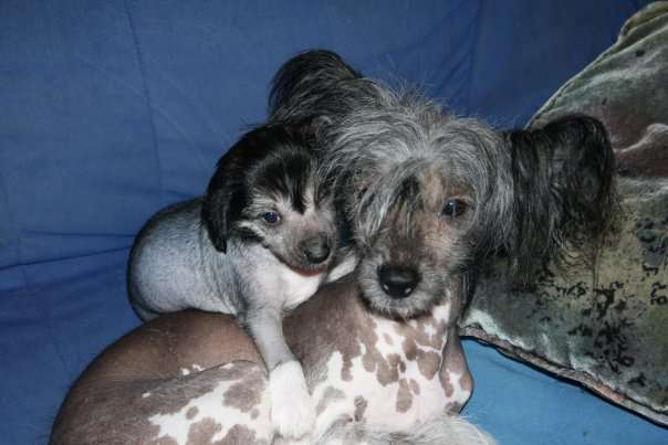 Vernisazh Mari Geraldine Danriel