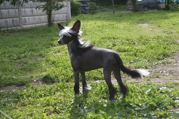 Bella Constanta Ledi Sharm