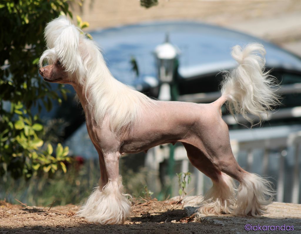 Iakarandas Give Me Baby One More Time