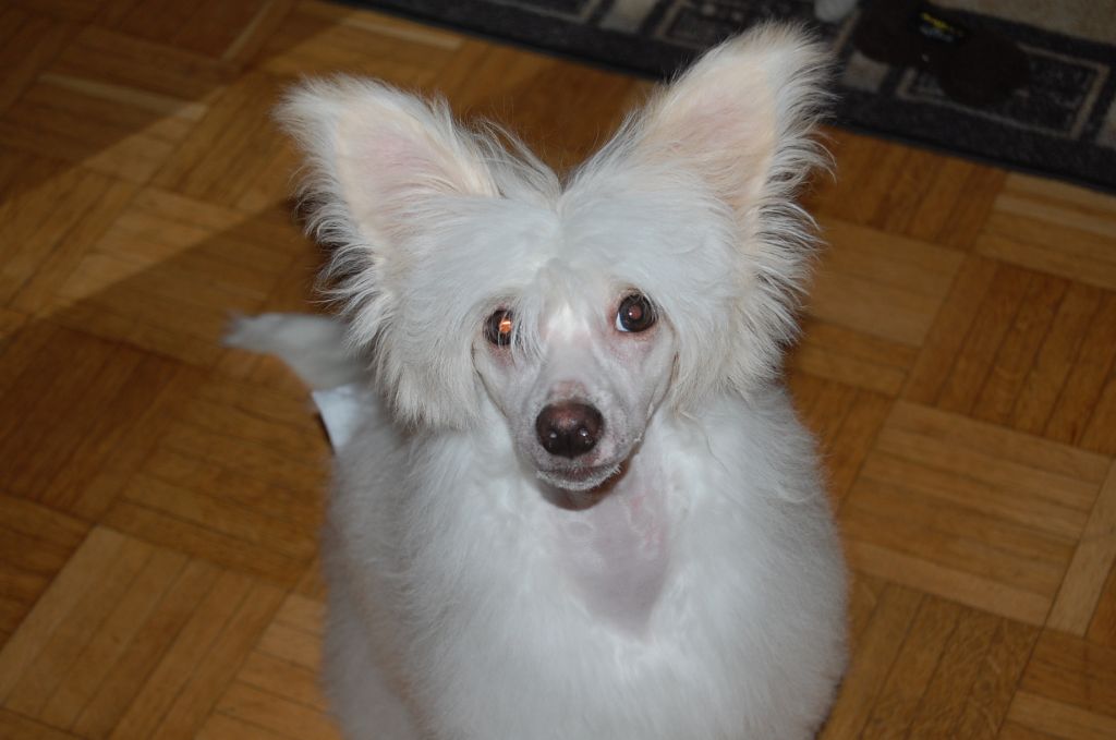 Pinky Twinky Insane Mr. Diogo