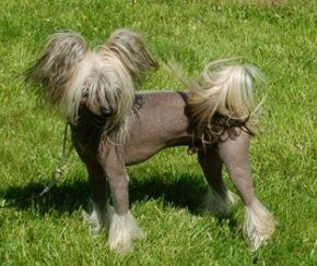 Pinky Twinky I'm Your Tiger