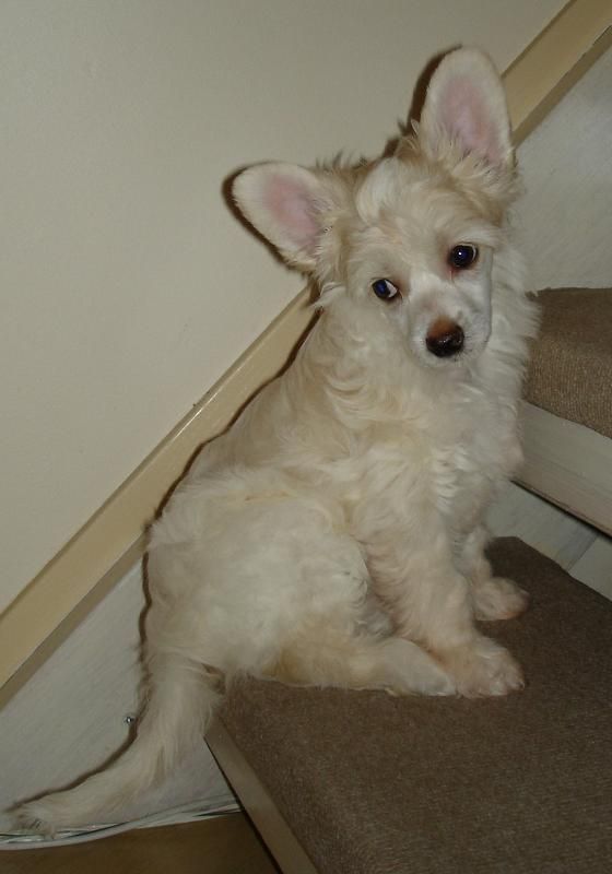 Pinky Twinky I Have The Talent