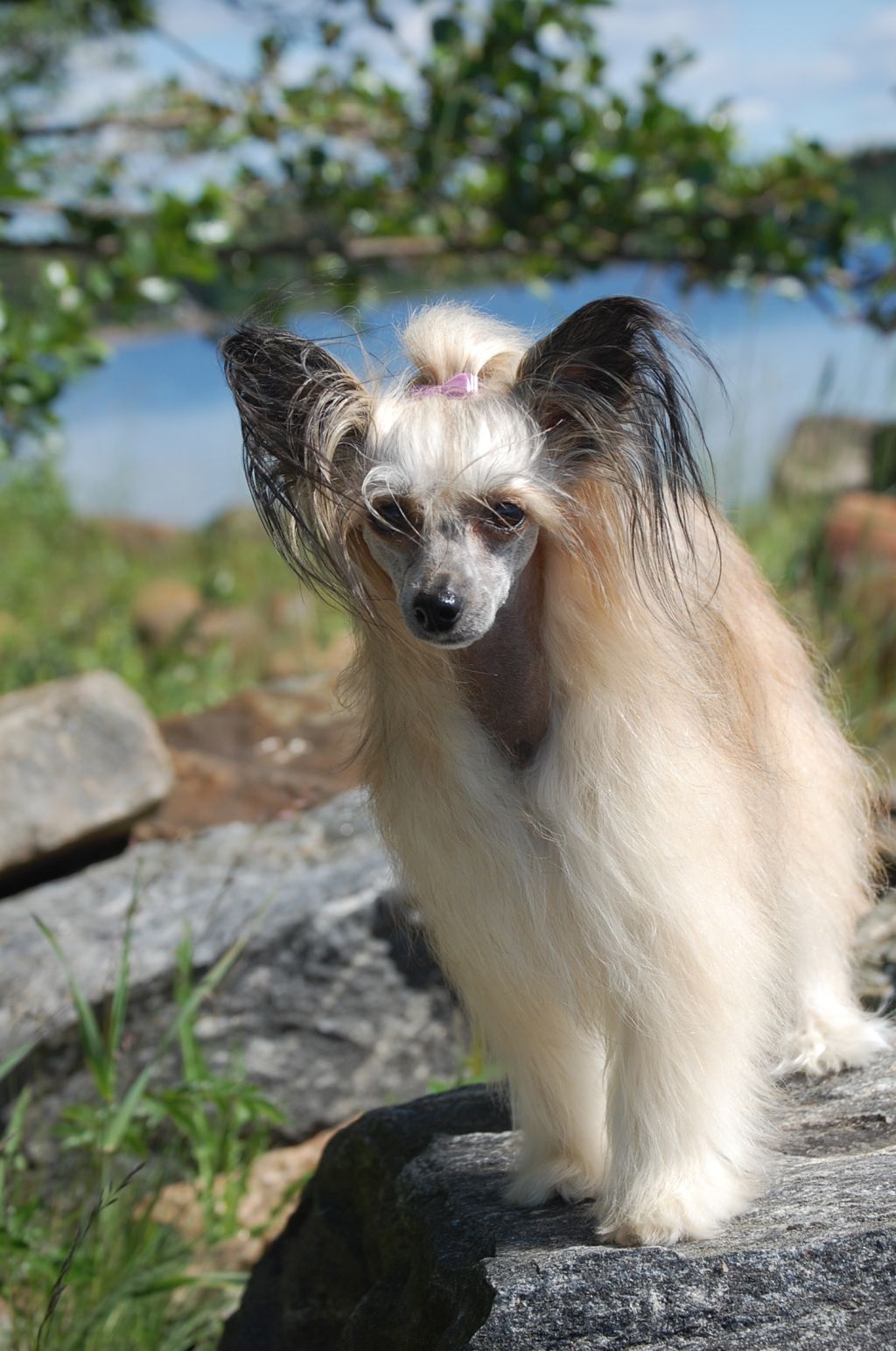 Pinky Twinky Irresistible Kiss