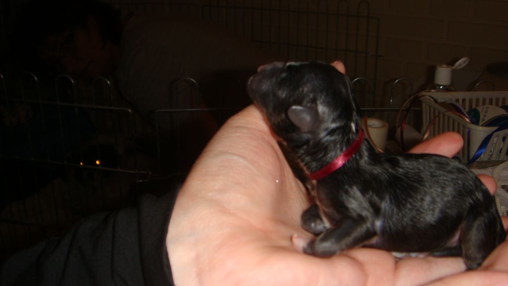 Chinese by storm's beeti