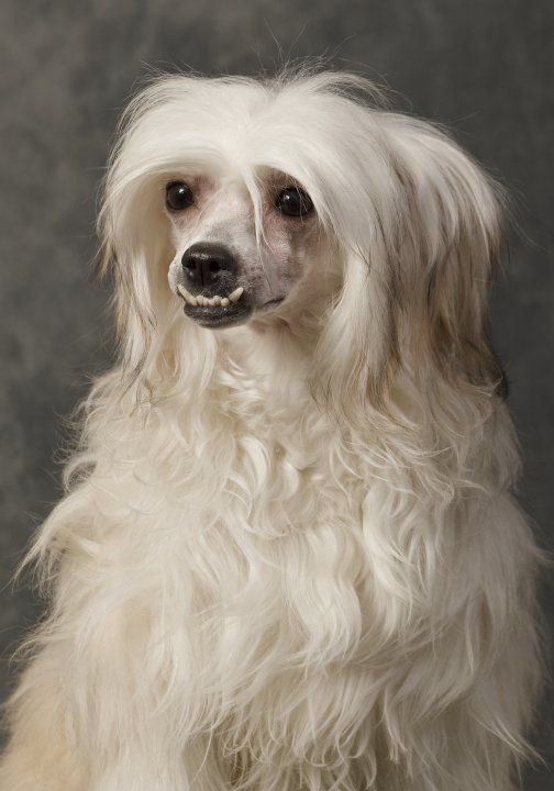 Hearts of Storm's Mushu