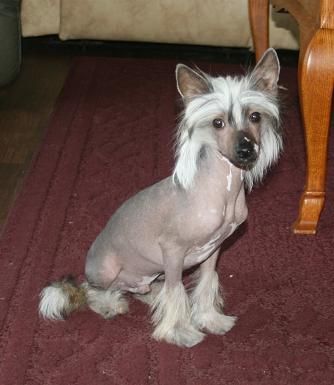 Crestyle C'ing Is B'leveing