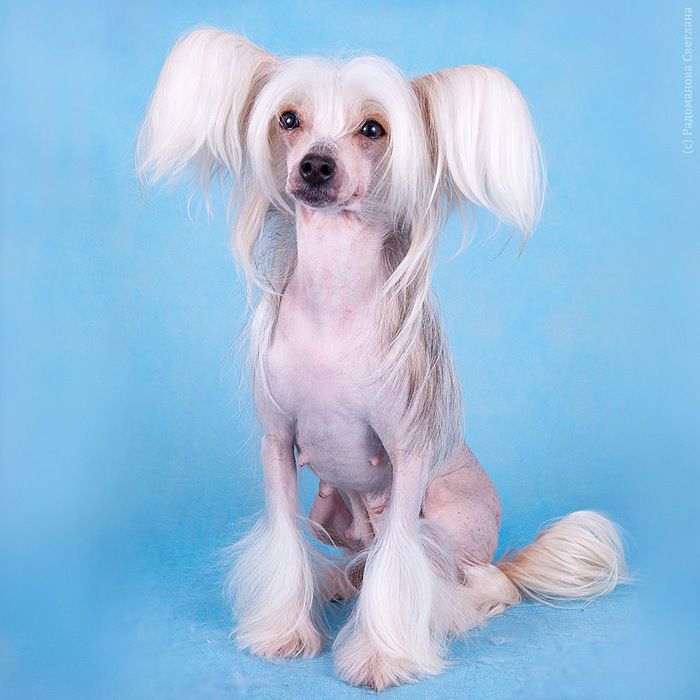 Dogland Happy Miss of the World