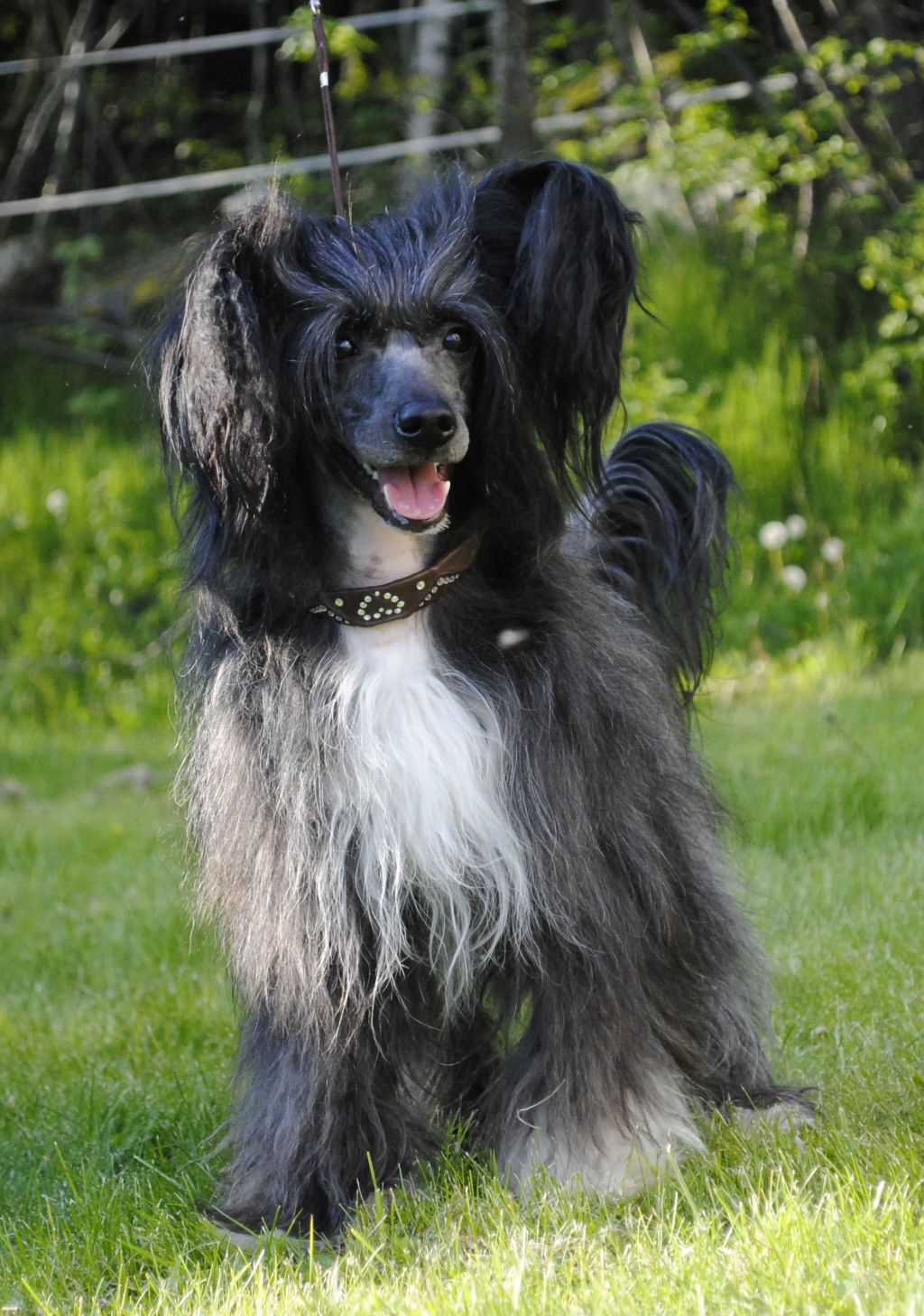 Curlycrest's Manhattan