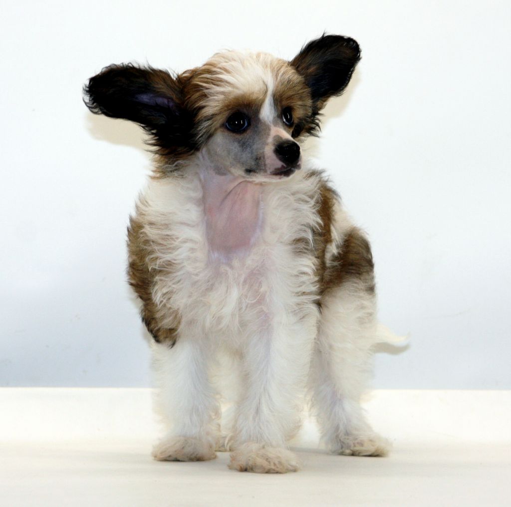 Curlycrest's Hunting High And Low