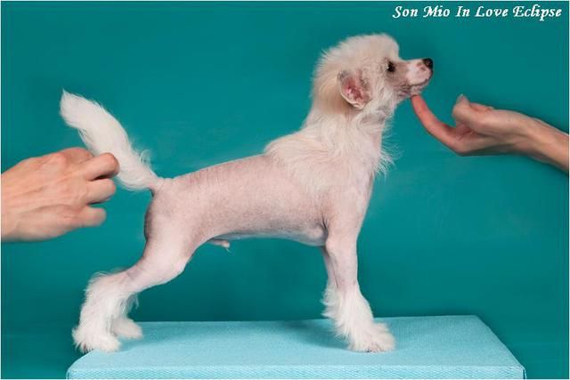 Sun Mio In Love Eclipse