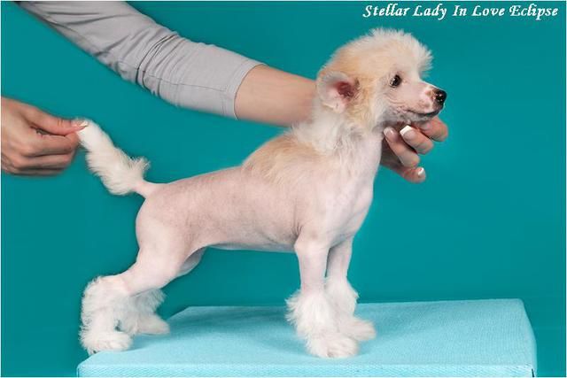 Stellar Lady In Love Eclipse