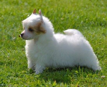 Jodie F. Little Champs