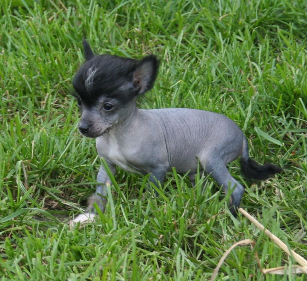 Tamarsh Black Russian