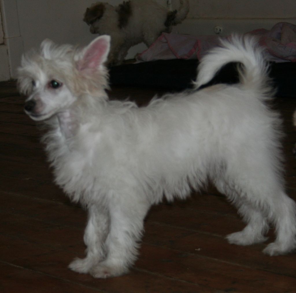 Tamarsh Classic Finnish