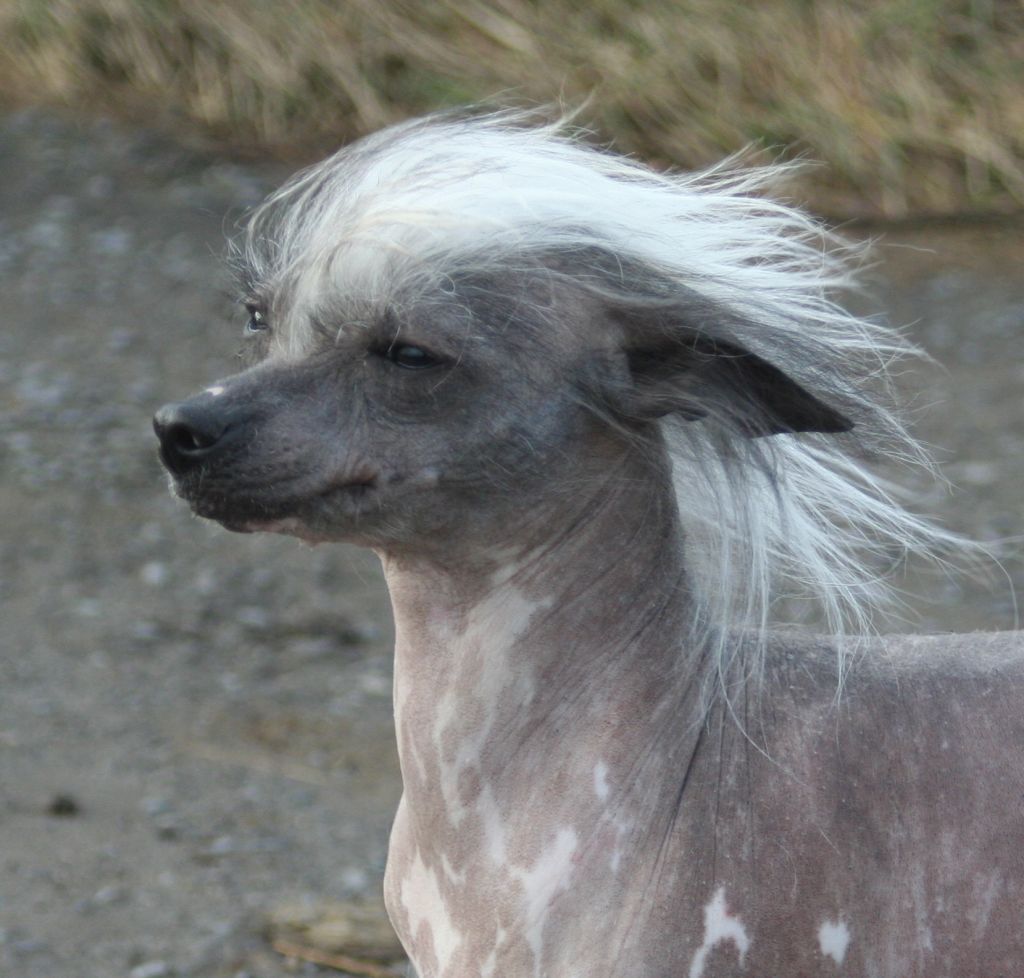 Tamarsh Finnishing First For Gracemere