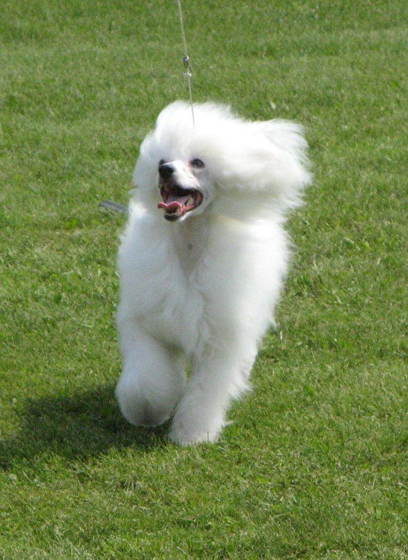 Poll Amusing Puppy Minodora