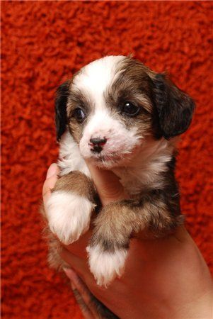 Pavarotti Love Song Minodora