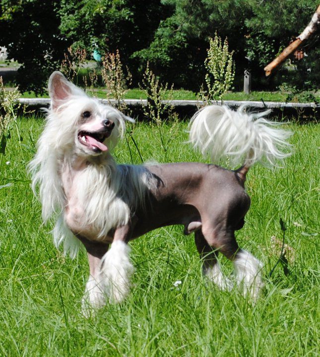 Marik Favorit del Suerte Minodora