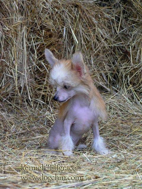 Elfgrace Chessi Kvelli Verona