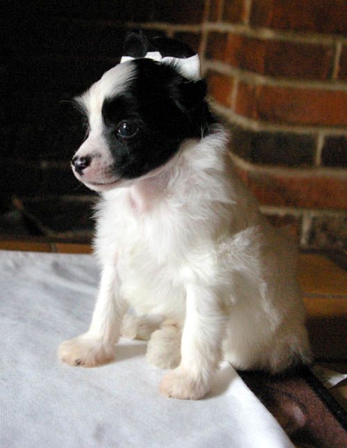 Oriental Jokes  Floyds