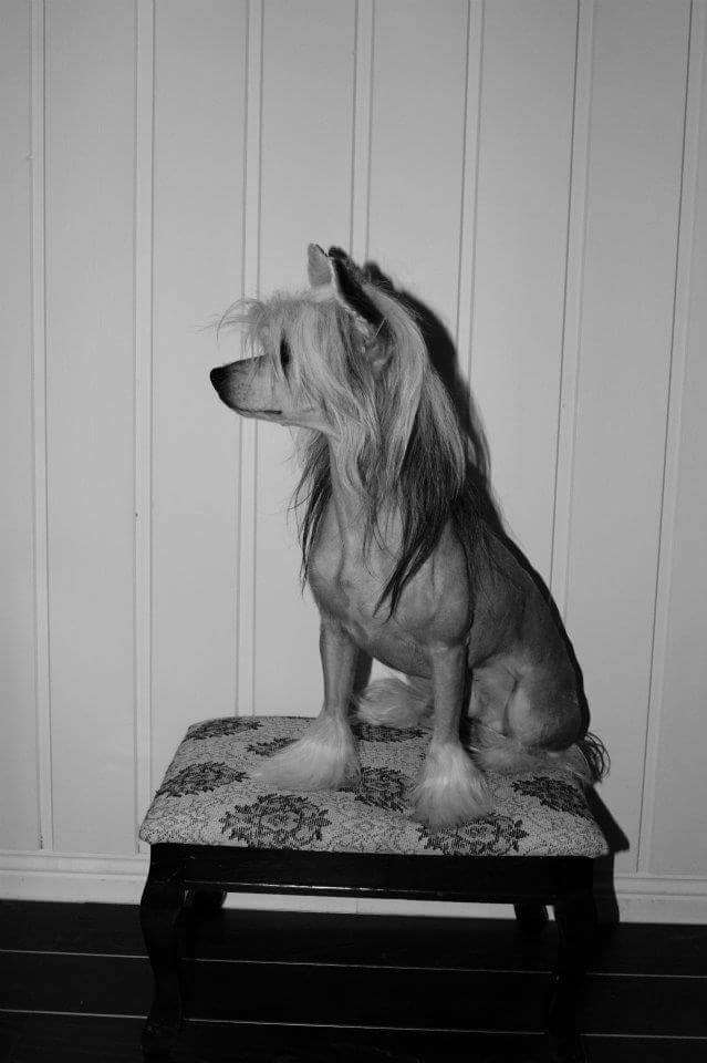 Nordlysbyen's Basketcase