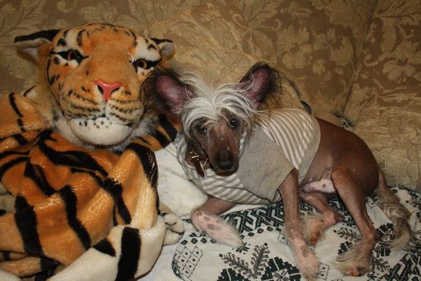 Fantastik Kashmir Yuchi