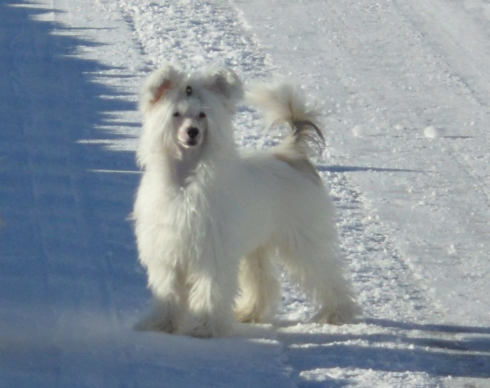 Neddies Always Happy