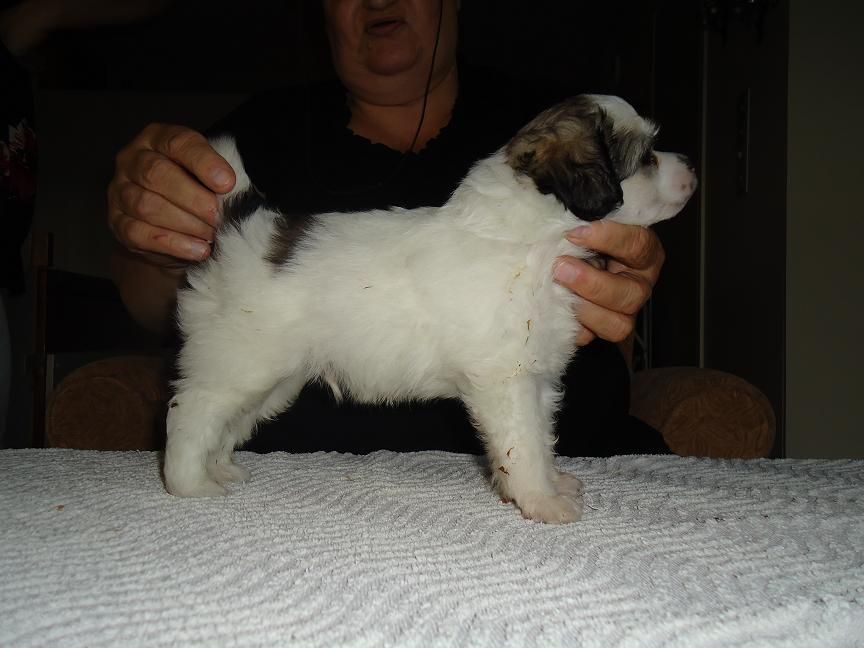 big jokes jake blues