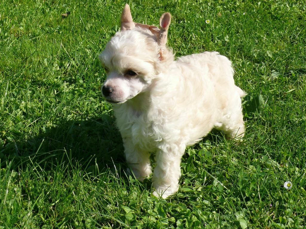 Darling Star od Senové