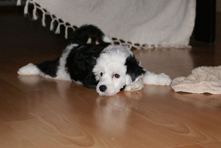 Windy Evening Countess De Winter