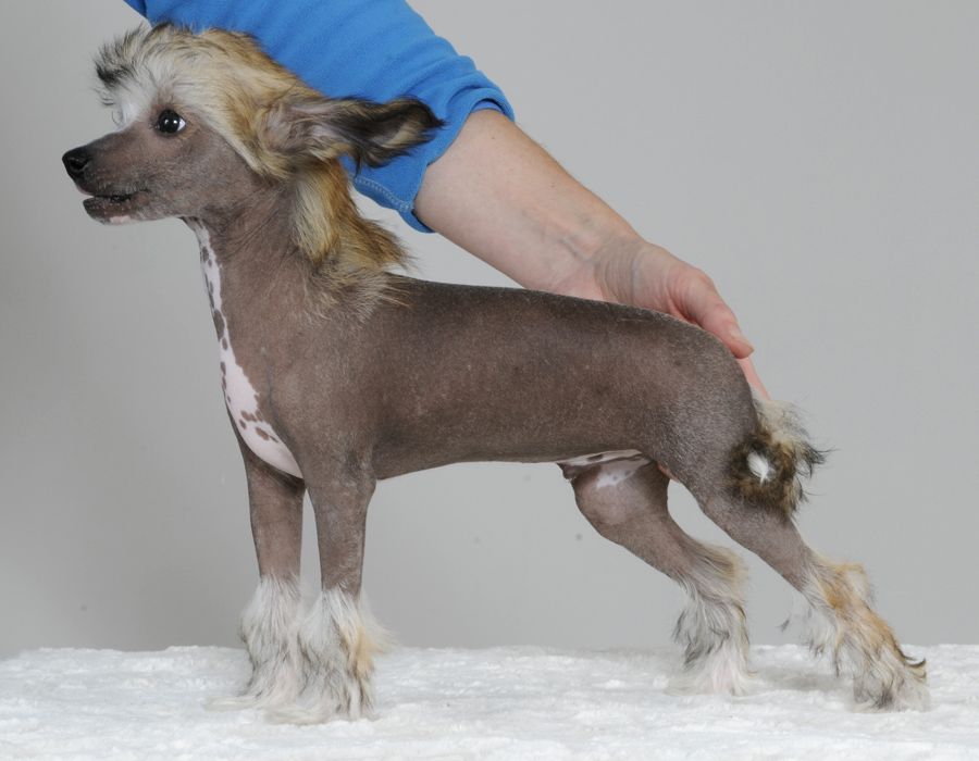 Sunstreaker Include Me Out