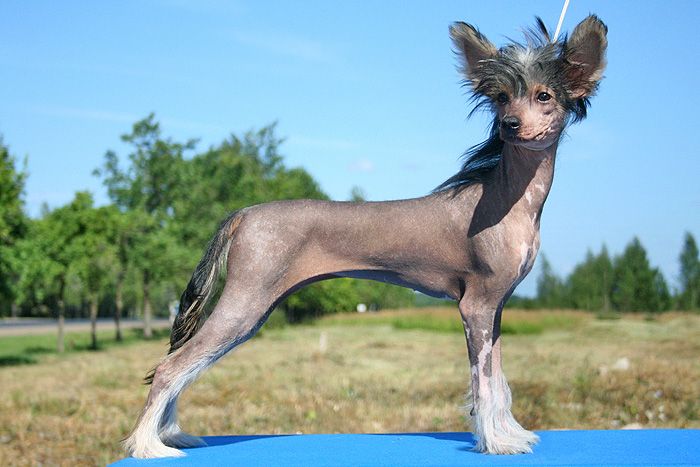 Status Imperial Glamour Girl