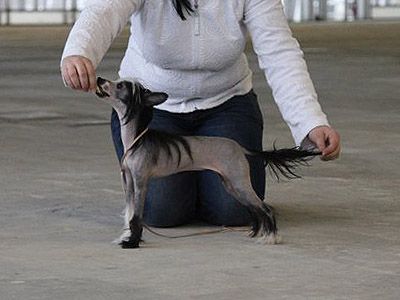 Status Imperial Eola Black Pearl