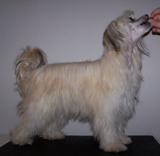 Amelion's Queen Charisma