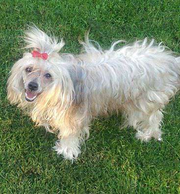 Trollmyren's Oceanens Pärla