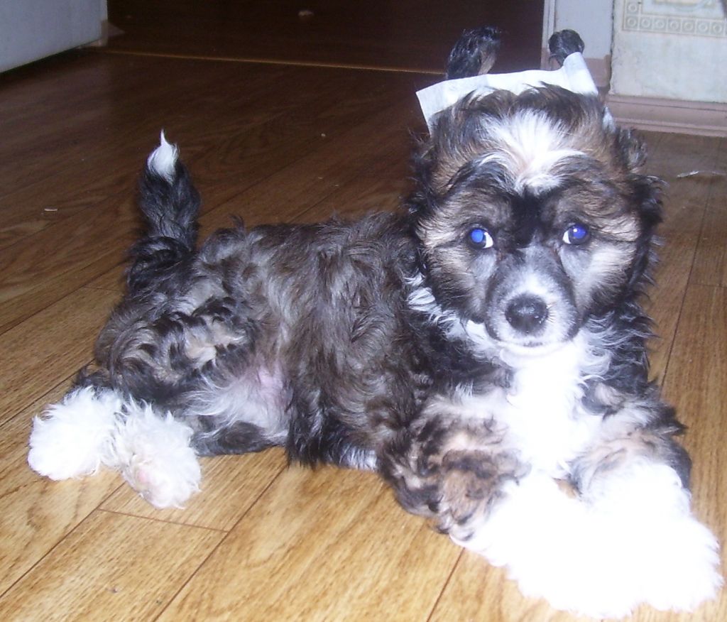 Viki Kovarnui Ogoni Gelania