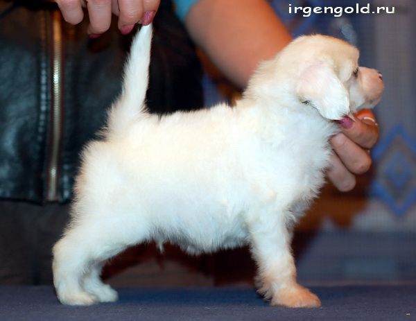 Irgen Gold Kshishtof