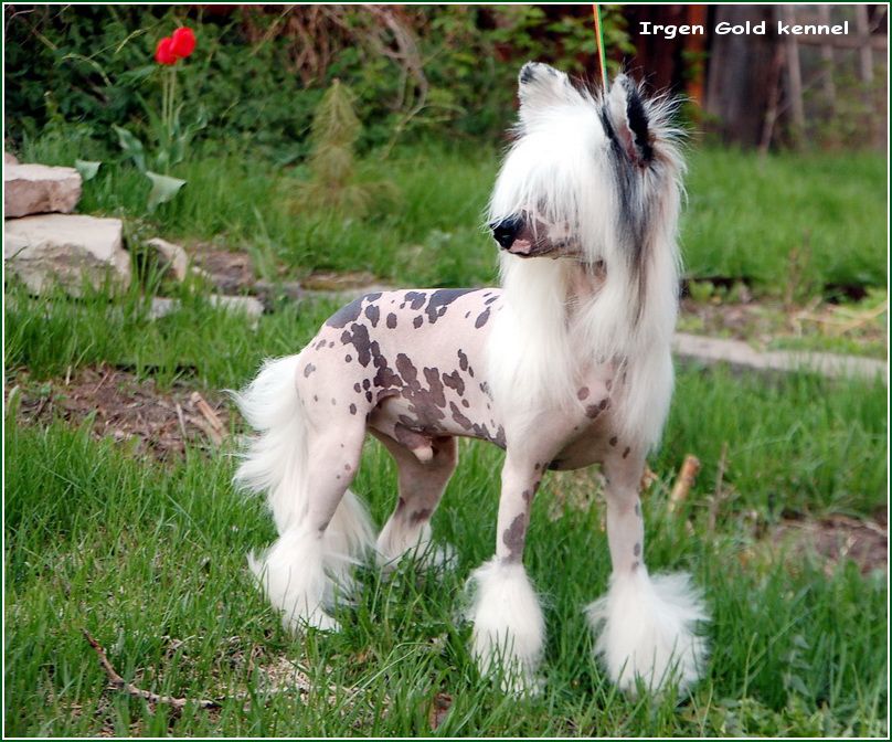 Irgen Gold Korolevich