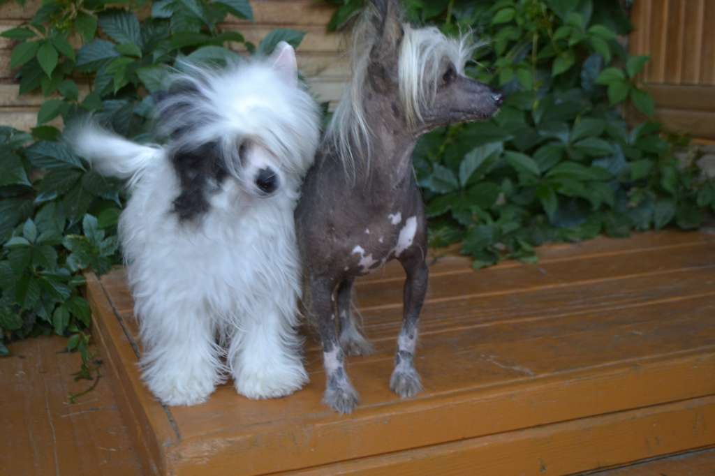 Shelcovij Shlejf Jota