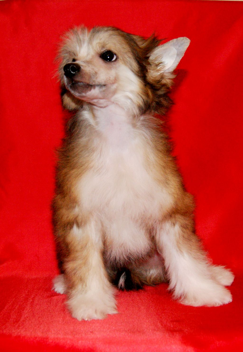 Oks Company Winny Pooh