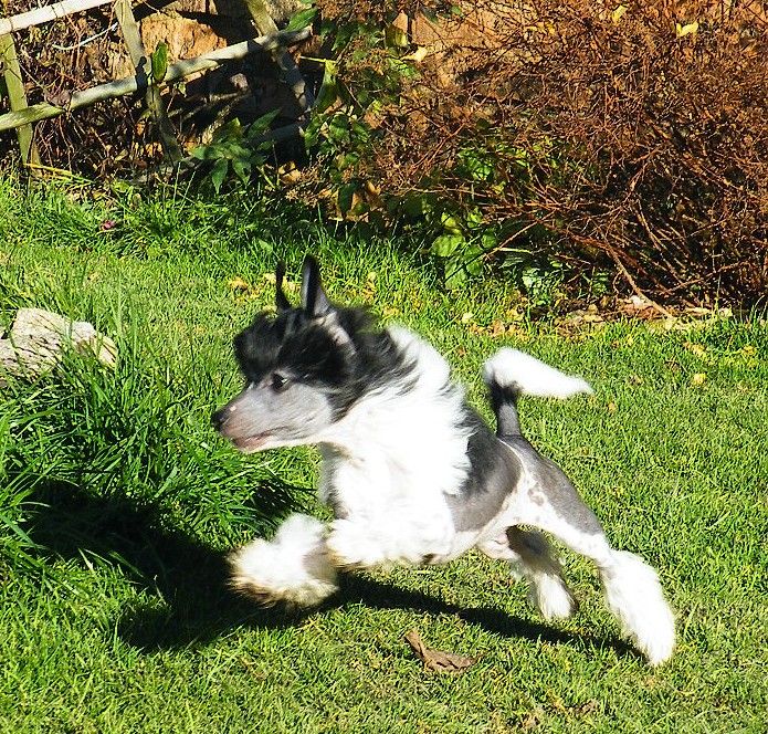 Owen Aquilas Garden Roses